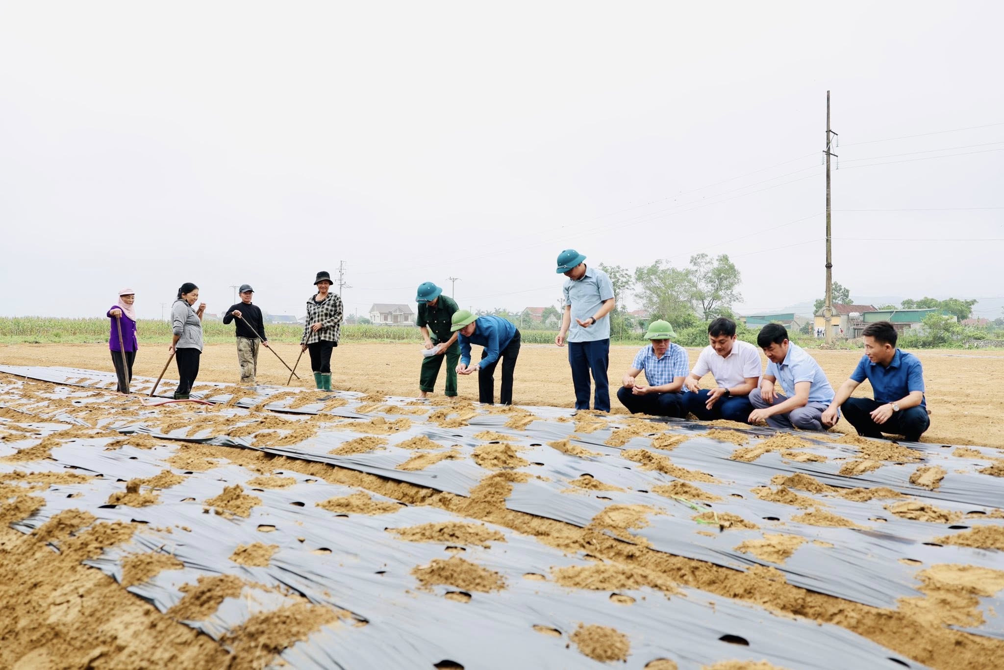 Đức Đồng triển khai gieo trồng Sâm Bố Chính tại thôn Sơn Quang