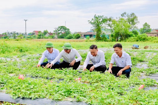 🌺Sâm Bố Chính bắt đầu ra hoa, mở hướng phát triển kinh tế mới ở Đức Đồng